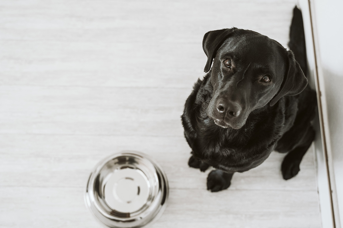 What to do if 2025 dog eats chicken wings