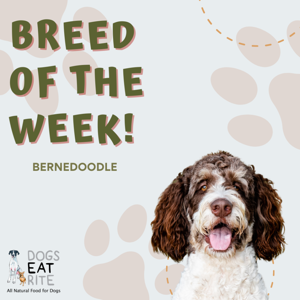 Breed of the Week Bernedoodle Dogs Eat Rite Raw Human Grade