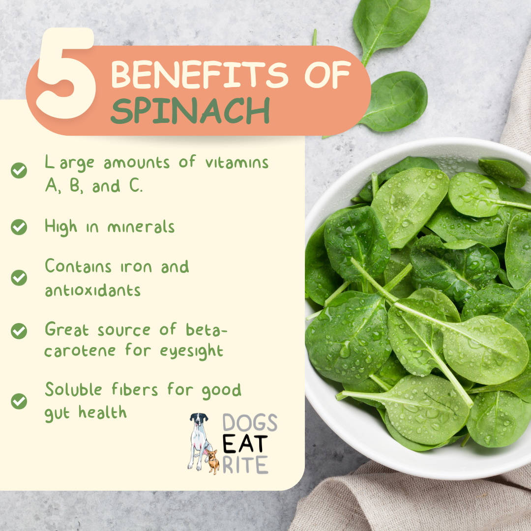 Spinach fashion safe for dogs