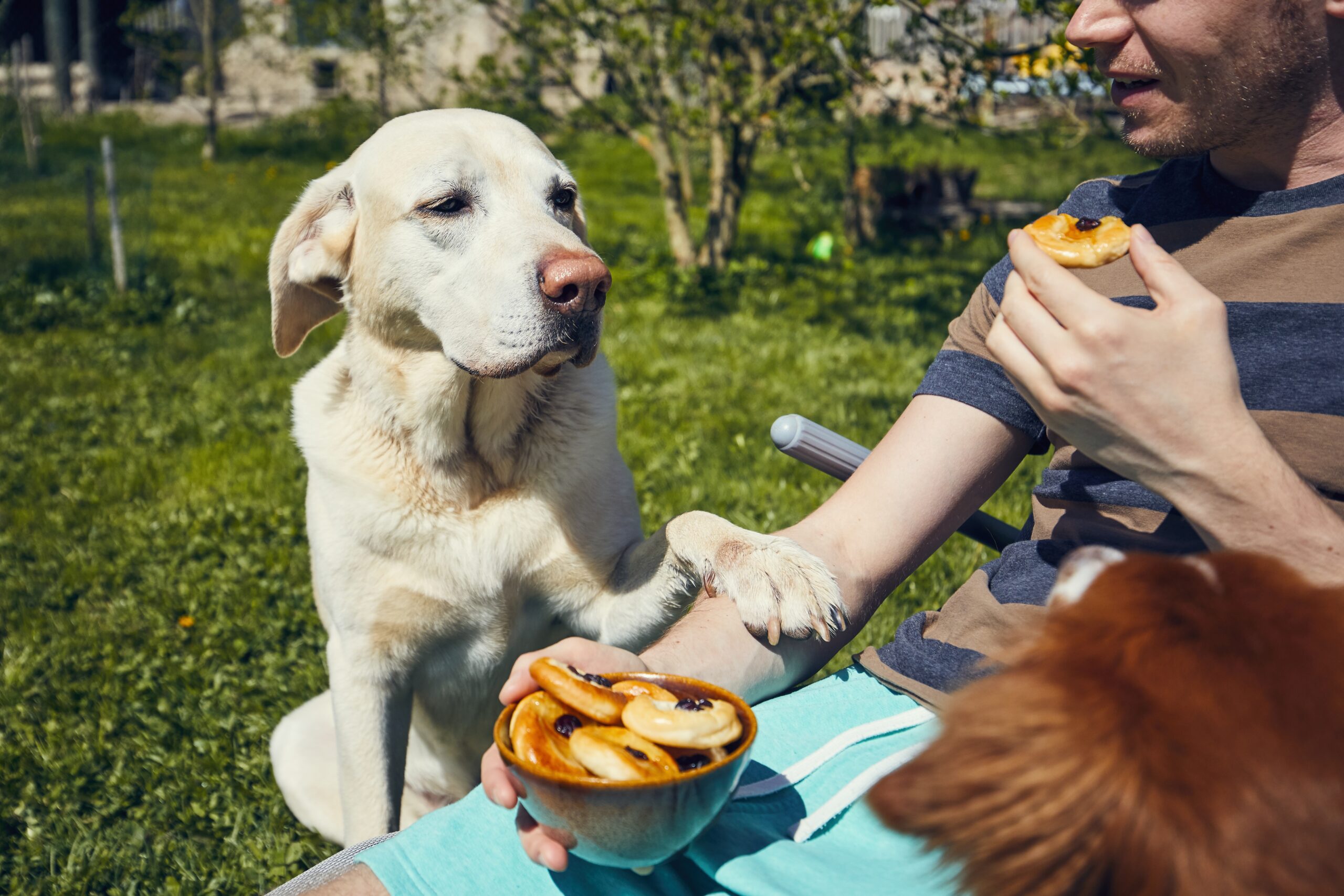 Dog Eating Food