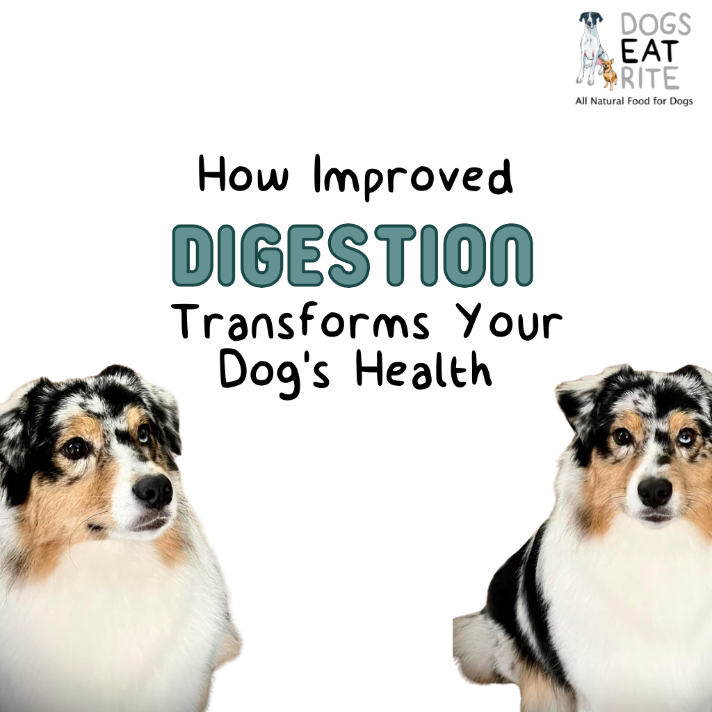 How Improved Digestion Transforms Your Dog's Health