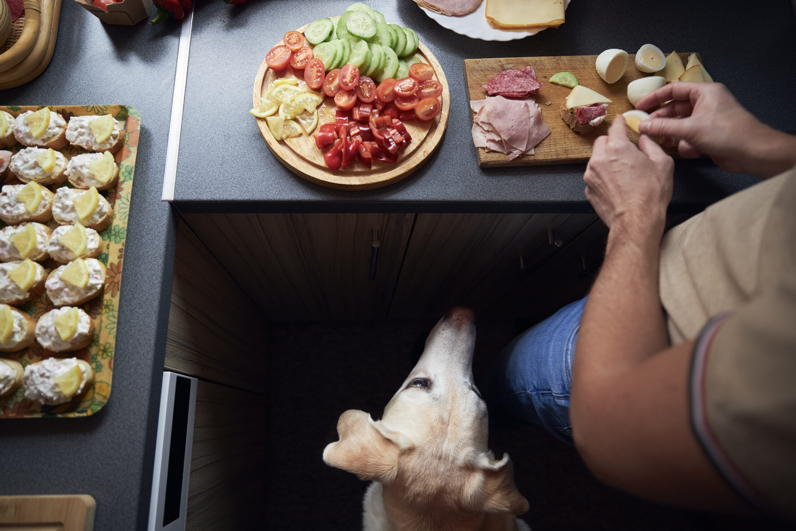 Dog watching owner make food