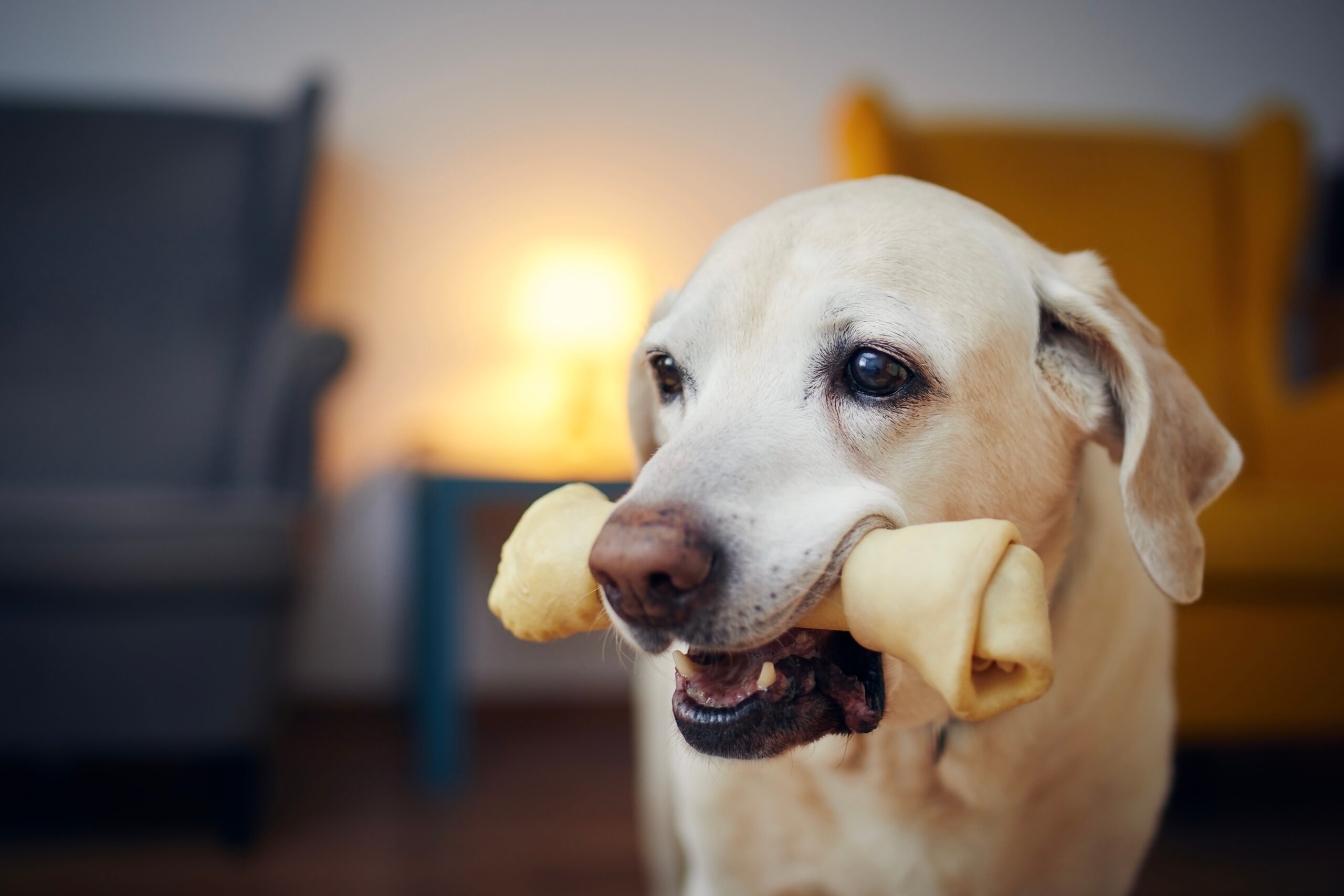 Happy dog with chewing bone