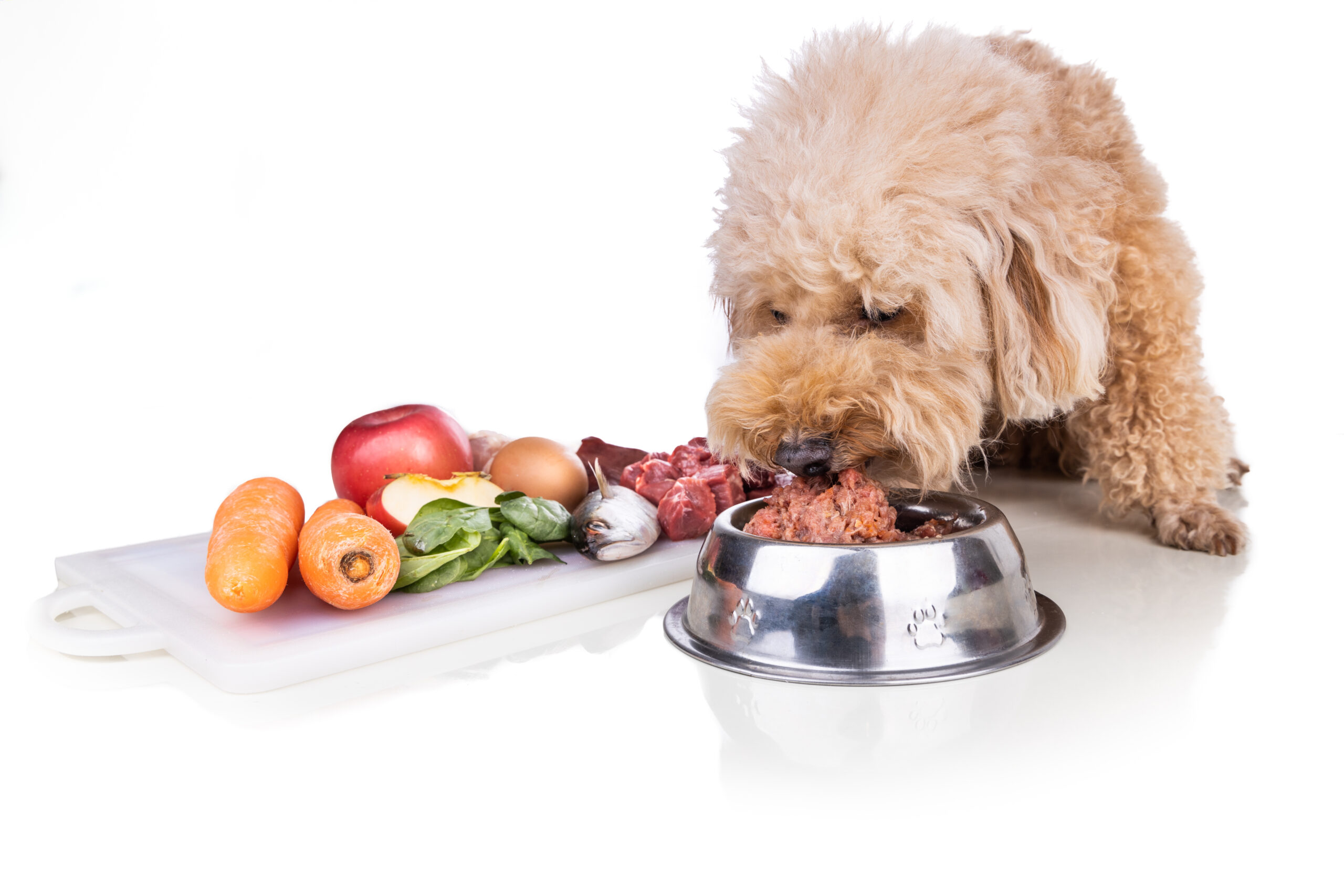 Healthy dog feeding on raw meat diet on white background